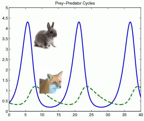 The intertwined boom and bust cycles of rabbit and fox populations