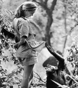Scientist Sunday: Leakey’s Angels Part I, Jane Goodall | INK-CHROMA